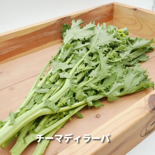 香りの西洋野菜セットB 送料無料 春の稀少なケール・ハーブ・菜花・セロリ・パセリ・かぶ類セット 福岡県他国産