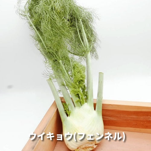 香りの西洋野菜セットB 送料無料 春の稀少なケール・ハーブ・菜花・セロリ・パセリ・かぶ類セット 福岡県他国産