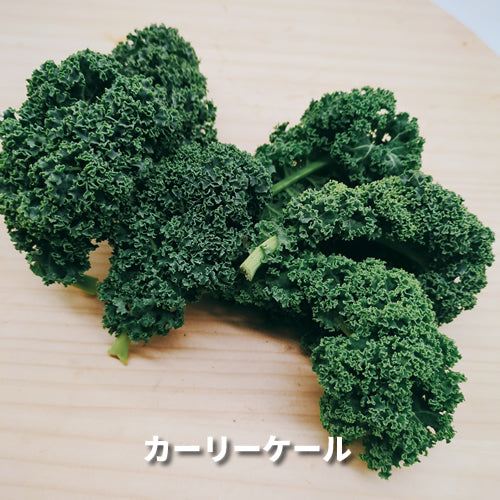 香りの西洋野菜セットB 送料無料 春の稀少なケール・ハーブ・菜花・セロリ・パセリ・かぶ類セット 福岡県他国産