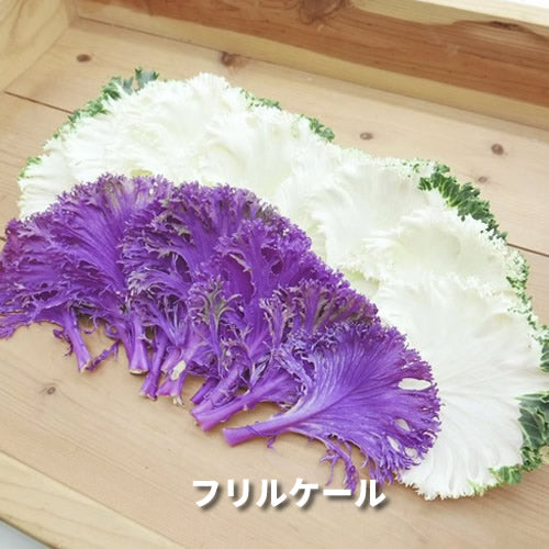香りの西洋野菜セットB 送料無料 春の稀少なケール・ハーブ・菜花・セロリ・パセリ・かぶ類セット 福岡県他国産