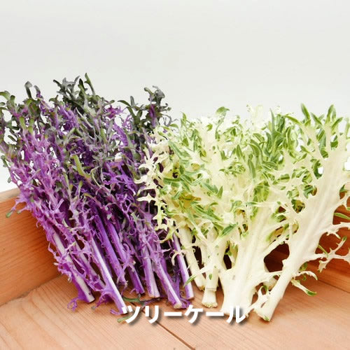 香りの西洋野菜セットB 送料無料 春の稀少なケール・ハーブ・菜花・セロリ・パセリ・かぶ類セット 福岡県他国産