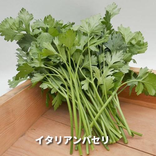 香りの西洋野菜セットB 送料無料 春の稀少なケール・ハーブ・菜花・セロリ・パセリ・かぶ類セット 福岡県他国産