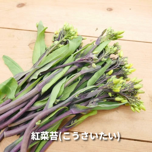 香りの西洋野菜セットB 送料無料 春の稀少なケール・ハーブ・菜花・セロリ・パセリ・かぶ類セット 福岡県他国産