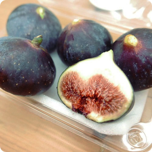 ビオレソリエス(黒いちじく) 秀品 秋だけのファンシーな皇帝いちじく 佐賀県産