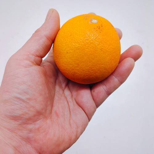 春まどんな