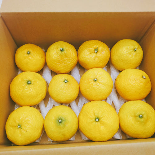 媛小春(ひめこはる) トロピカル風味の濃厚なプレミアム柑橘 愛媛県産