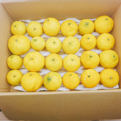 媛小春(ひめこはる) トロピカル風味の濃厚なプレミアム柑橘 愛媛県産
