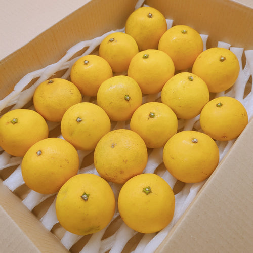 日向夏(ひゅうがなつ) 家庭用 ほんのり甘い白皮も食べる春のデザートフルーツ 宮崎県産