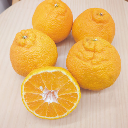 不知火(しらぬい) 森のランタン 日南の自然豊かな柑橘の森の中で育った深いコク 宮崎県産
