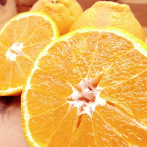 不知火(しらぬい) 森のランタン 日南の自然豊かな柑橘の森の中で育った深いコク 宮崎県産