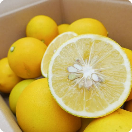 ググっとレモン(マイヤーレモン) 酸味が少なくジューシーでアレンジ豊富 ワックス・防腐剤不使用 宮崎県産