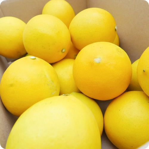 ググっとレモン(マイヤーレモン) |ワックス・防カビ剤不使用の皮まで使えるフレッシュ国産レモン 宮崎県産