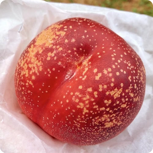【期間限定】モモネク ハネージュ 白桃とネクタリンが合体した新しいファンシーフルーツ 岩手県産