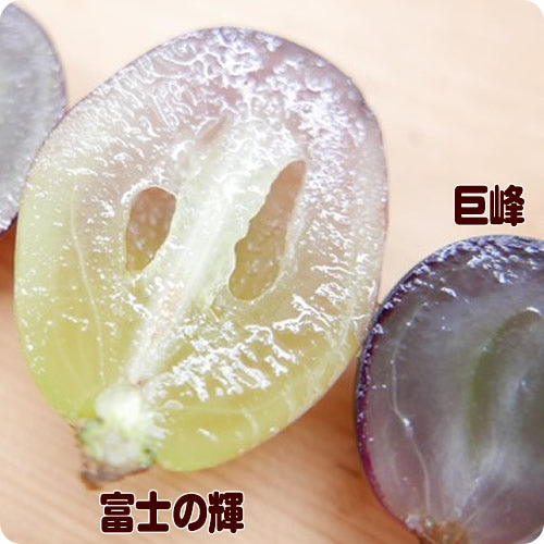 ブラックシャイン(富士の輝 露地栽培) フルーツ王国の秋の黒光マスカット 山梨県産