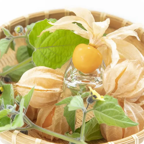 フルーツほおずき オレンジチェリー 注目のスーパーフード 大きめなゴールデンベリー 長野県産