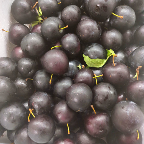 バイオチェリー アメリカンチェリーと西洋スモモが合体したミニプラム 岩手県産