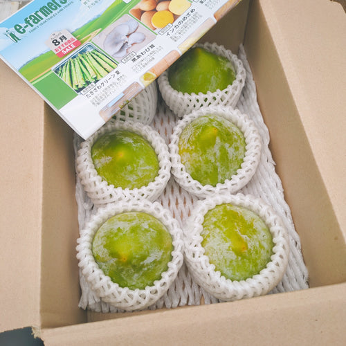【期間限定・稀少品種】ケルシー 国産古来種から逆輸入された幻のグリーンプラム 山梨県産
