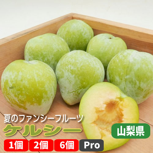 【期間限定・稀少品種】ケルシー 国産古来種から逆輸入された幻のグリーンプラム 山梨県産