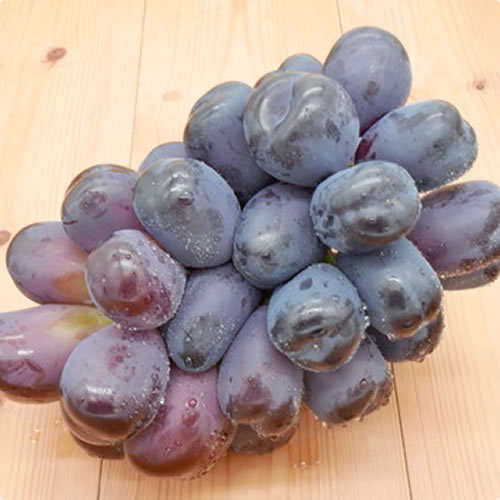 富士の輝(ふじのかがやき) 美しさと贅沢さを兼ね備えた山梨が誇るブラックシャインマスカット 特別なひとときに 山梨県産