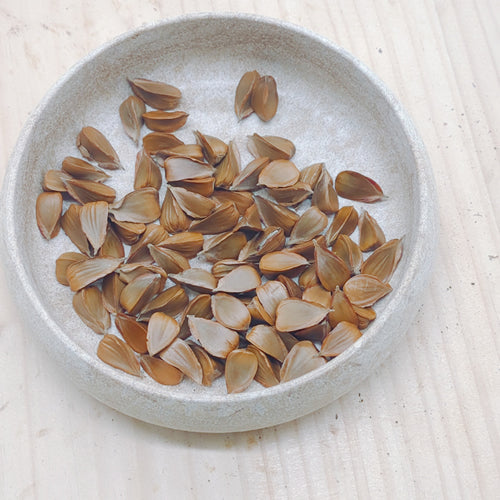 ブナの実 オレイン酸やリノール酸など良質な不飽和脂肪酸がたっぷり 秋田県産