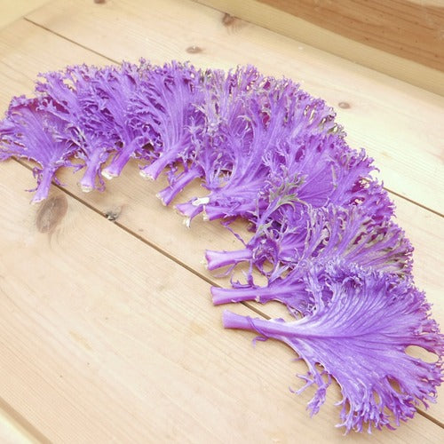 フリルケール(白・紫・デュオ)｜特別な日のための彩りリーフ 九州産