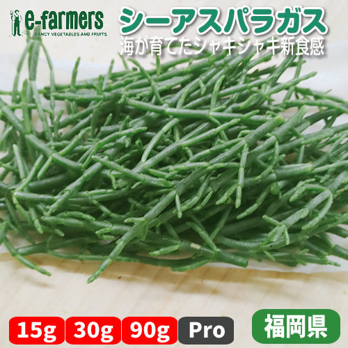 シーアスパラガス | 厚岸草 珍しい野菜 新感覚 シャキシャキ 天然の塩味 ミネラル豊富 生サラダ 福岡県産