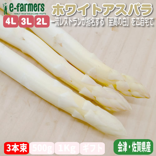 極太 ホワイトアスパラガス | 厳選 ３本束 大サイズ（4L〜L） 瑞々しい「白の貴婦人」レストラン品質 プロ御用達 福島会津・佐賀県産