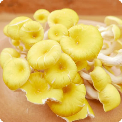 たもぎ茸 | β-グルカン豊富！料理を華やかに彩る黄金きのこ 長野県・愛知県産