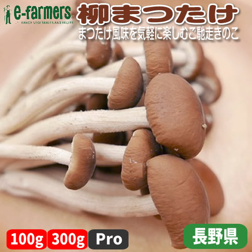 柳まつたけ | まつたけ風味を気軽に楽しむご馳走きのこ 長野県産