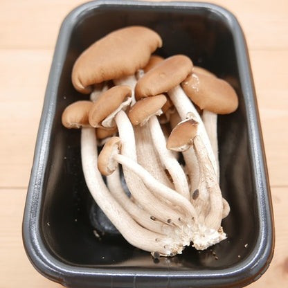 柳まつたけ | まつたけ風味を気軽に楽しむご馳走きのこ 長野県産
