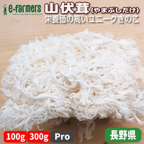 山伏茸(やまぶしだけ) 　きのこなのにカサも柄のない不思議なきのこ 長野県産