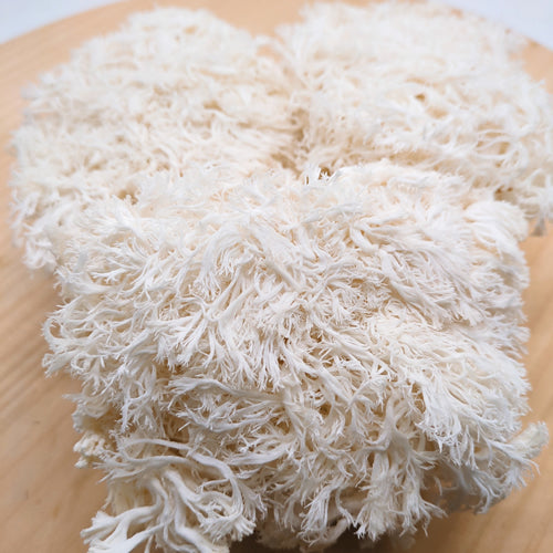 山伏茸(やまぶしだけ) きのこなのにカサも柄のない不思議なきのこ 長野