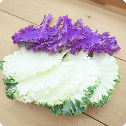 フリルケール(白・紫・デュオ)｜特別な日のための彩りリーフ 九州産
