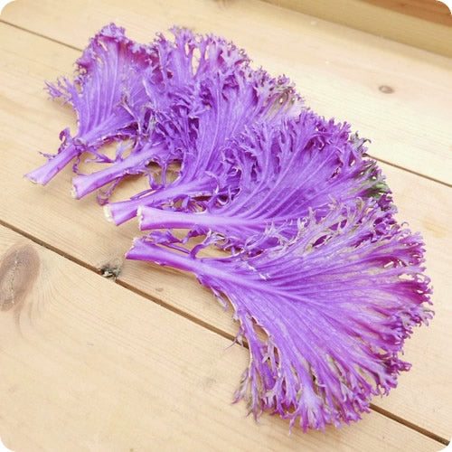 フリルケール(白・紫・デュオ)｜特別な日のための彩りリーフ 九州産