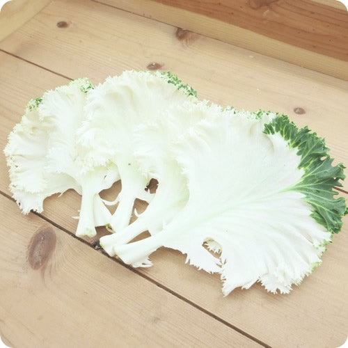 フリルケール(白・紫・デュオ)｜特別な日のための彩りリーフ 九州産