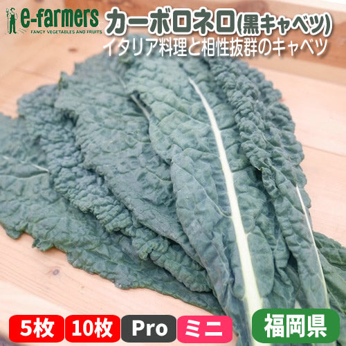 カーボロネロ(黒キャベツ)｜イタリア料理の定番 パスタ・煮込みに最適な西洋キャベツ 福岡県産