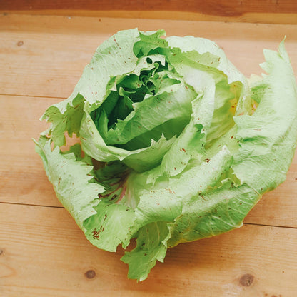 カステロフランコ　「野菜のバラ」と呼ばれる美しいイタリア原産のチコリ 福岡県産