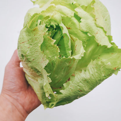 カステロフランコ　「野菜のバラ」と呼ばれる美しいイタリア原産のチコリ 福岡県産