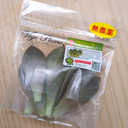 グラパラリーフ 全国唯一１か所だけしか生産していない希少なサプリメント野菜 千葉県産