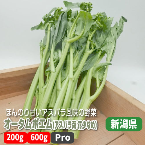 オータムポエム(アスパラ菜) 花少なめ クセがなく食べやすいアスパラ風味の菜花 新潟県産