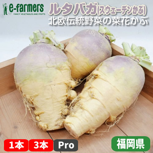 ルタバガ｜煮込み・ローストで旨み引き立つ国産スウェーデンかぶ 福岡県産