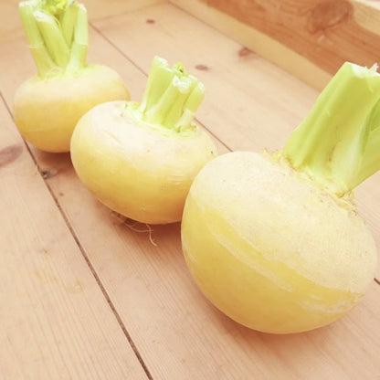 黄かぶ こだわりシェフに人気の稀少な柔らか風味かぶ 福岡県産