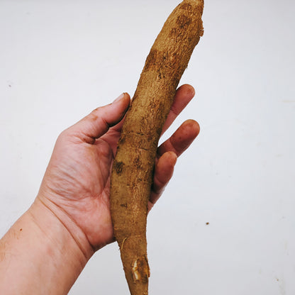 キャッサバ｜タピオカ原料で話題のエスニック根菜・ほくほく濃甘 埼玉県産