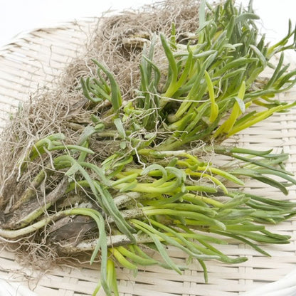 天然山菜 芽アサツキ | 信州の春を告げる逸品！雪解けの芳醇な香りと鮮烈な辛み 長野県産