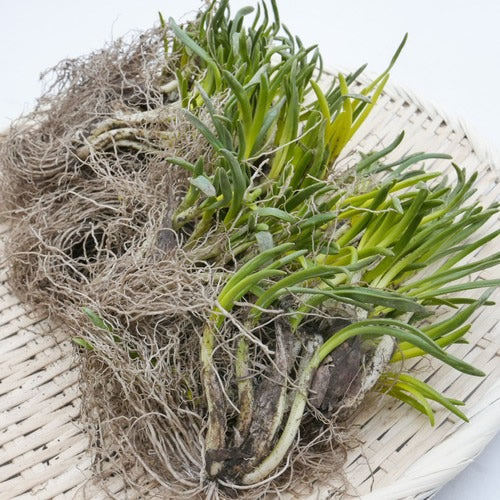 天然山菜 芽アサツキ | 信州の春を告げる逸品！雪解けの芳醇な香りと鮮烈な辛み 長野県産