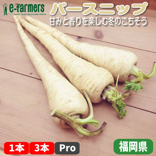 パースニップ｜白い人参のような西洋根菜 甘みと香りを楽しむ冬のごちそう　福岡県産