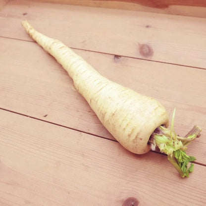 パースニップ｜白い人参のような西洋根菜 甘みと香りを楽しむ冬のごちそう　福岡県産
