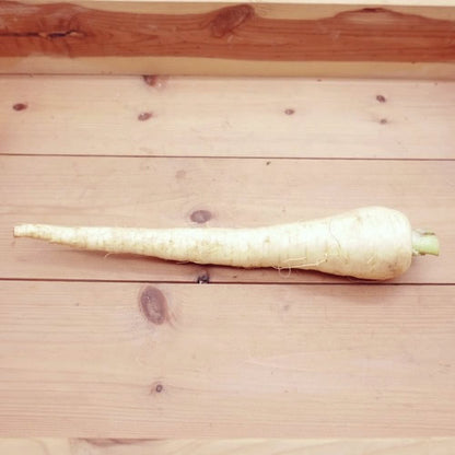 パースニップ｜白い人参のような西洋根菜 甘みと香りを楽しむ冬のごちそう　福岡県産