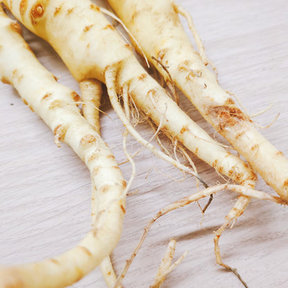 パースニップ｜白い人参のような西洋根菜 甘みと香りを楽しむ冬のごちそう　福岡県産