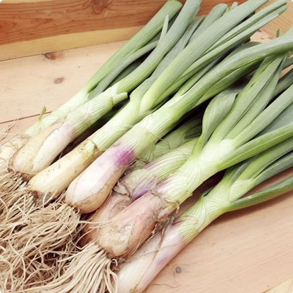 浜松の雫(しずく)　生でかじると甘みが広がり加熱すればとろけるような食感 静岡県産